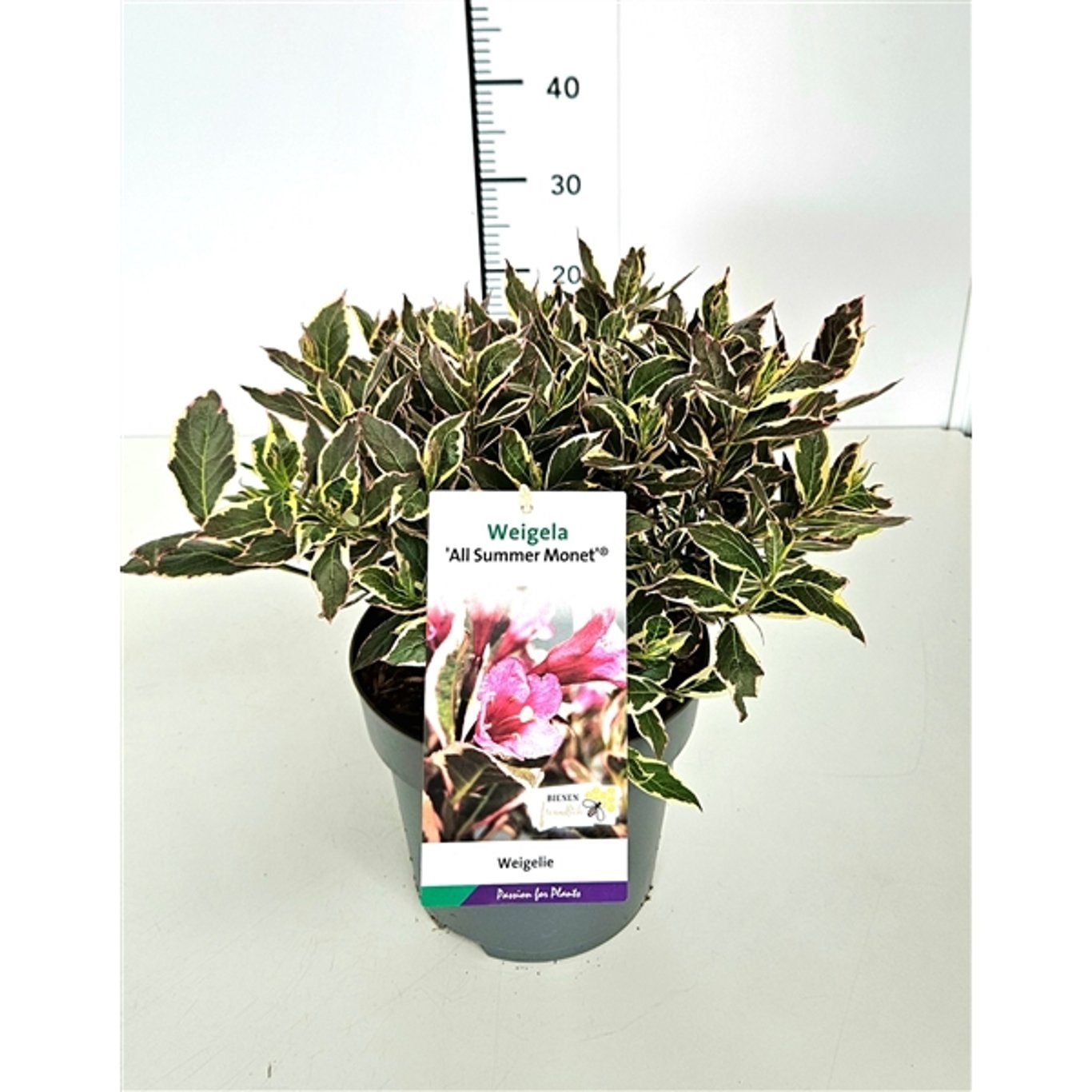 Weigela 'All Summer Monet' - C3 25-30 CM